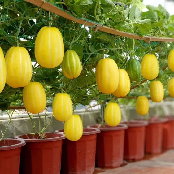 Mature Early Silver Line Melon Vine with Fruits