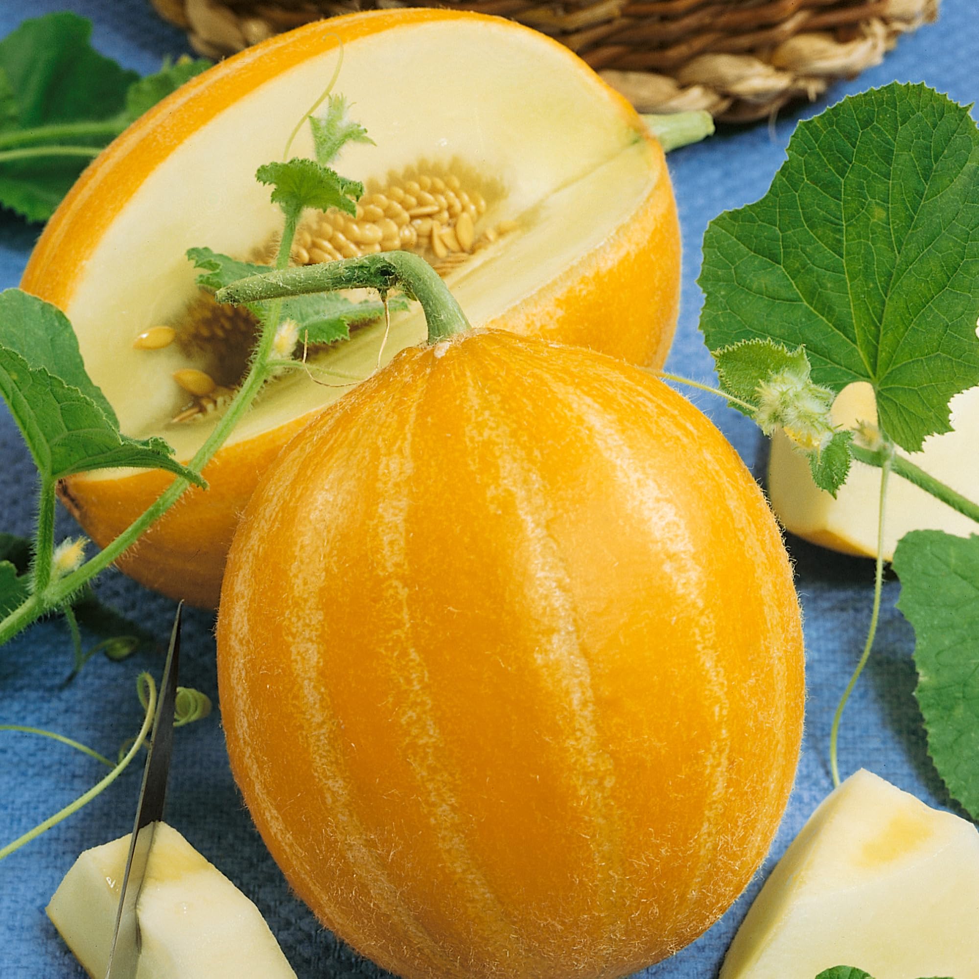 Early Silver Line Melon seeds for planting