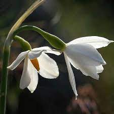 Early spring Acis flower seeds nodding white blooms