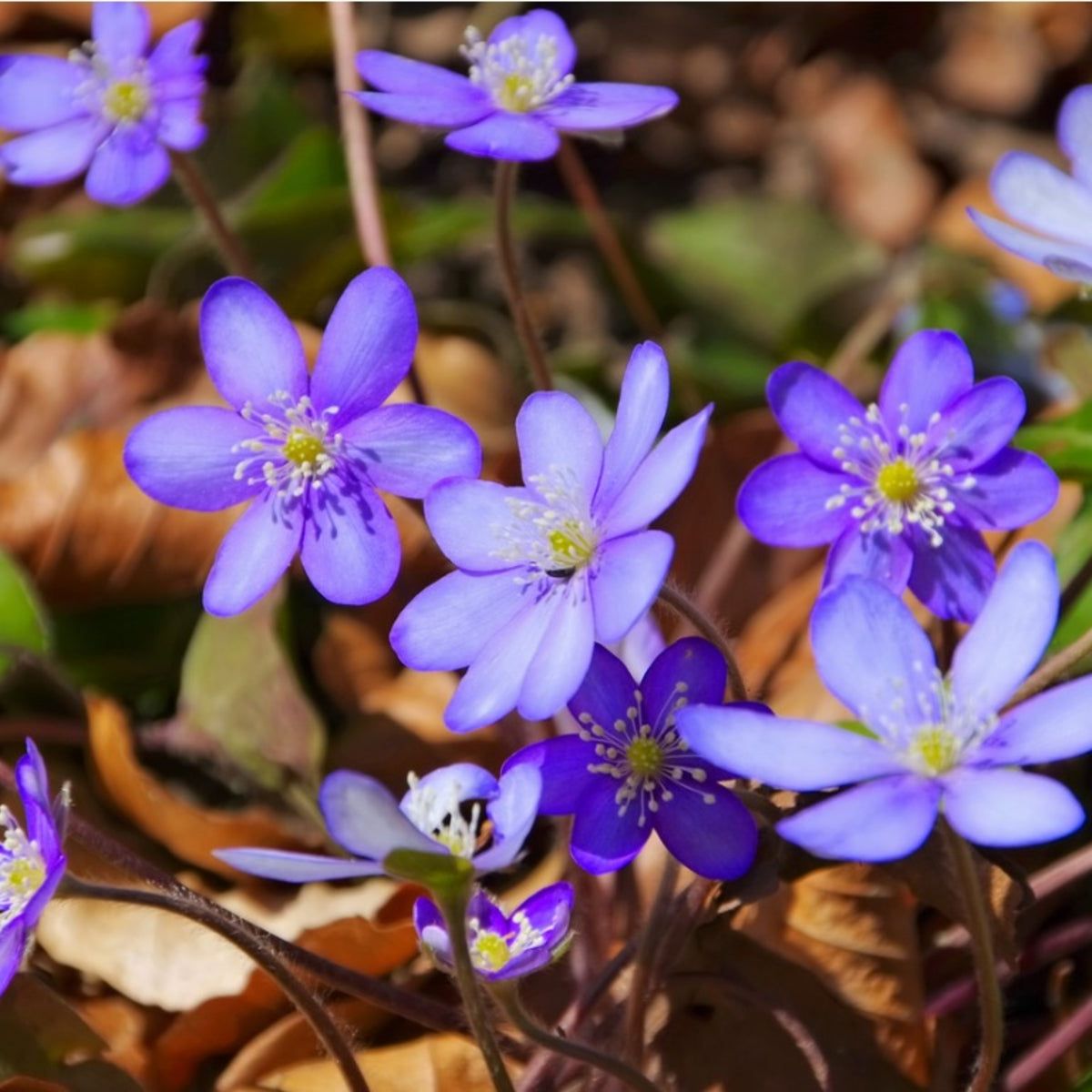 Early Spring Hepatica Flower Seeds for Shaded Beds