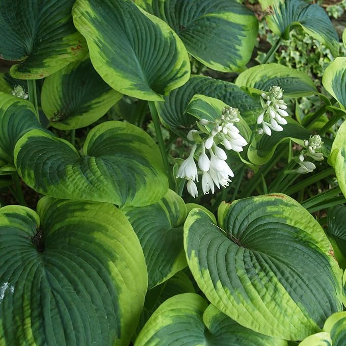 Earth Angel Hosta Seeds Producing Large Green Foliage
