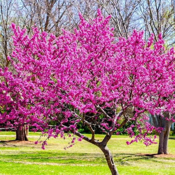 Eastern Redbud Tree Growing in Landscape Garden
