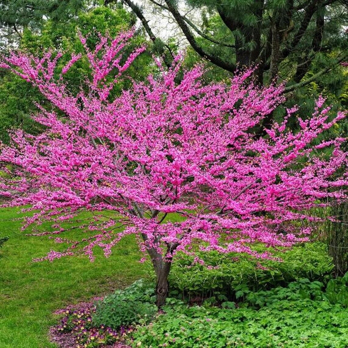 Eastern Redbud Tree Seeds Cercis Canadensis for Planting