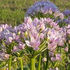 Easy-Growing Allium Unifolium Seeds for Spring Garden Color
