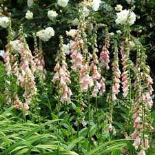 Easy-Growing Apricot Foxglove Seeds for Borders and Beds