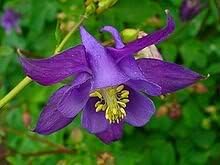 Easy grow Aquilegia seeds for home gardens