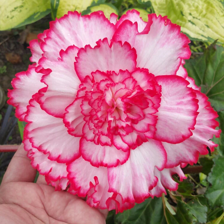 Easy to Grow Begonia Seeds for Red and White Flowering Plants