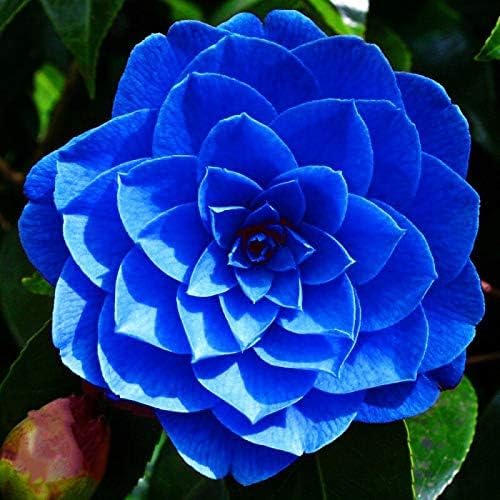 Easy grow Camellia seeds for home landscaping