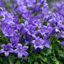 Easy grow campanula seeds blue perennial flowers