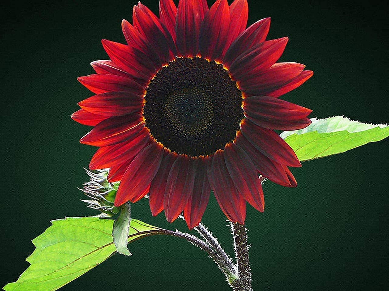 Easy-to-Grow Cherry Chocolate Sunflower Seeds for Gardeners