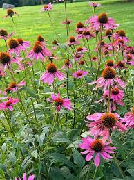 Easy-to-Grow Purple Coneflower Seeds for Beginners