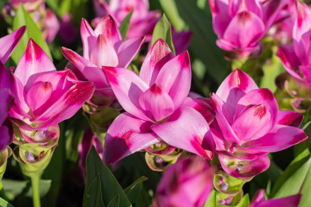 Easy grow Curcuma seeds for partial shade gardens