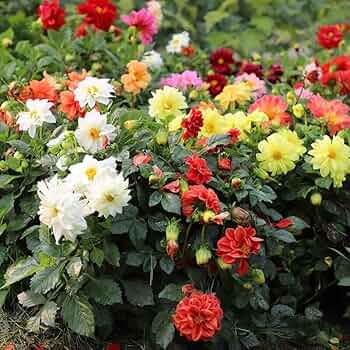 Easy grow dahlia figaro seeds colorful summer flowers