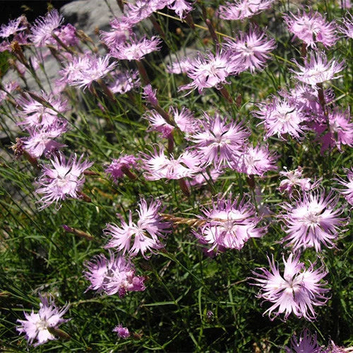 Easy-Growing Dianthus monspessulanus Seeds for Summer Blooms
