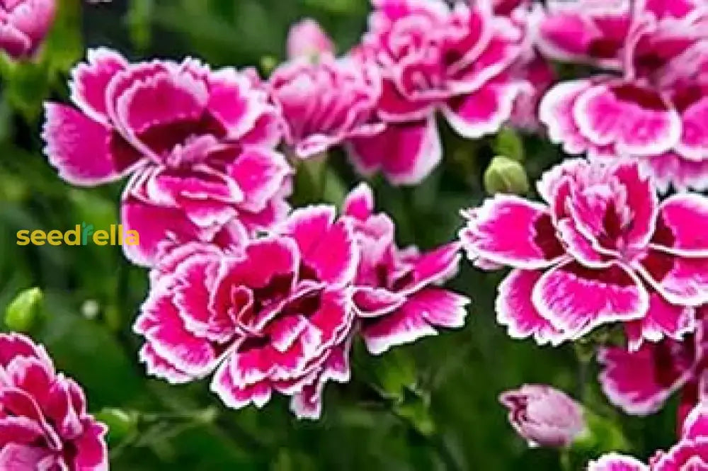 Easy Grow Pink Dianthus Seeds for Home Gardens