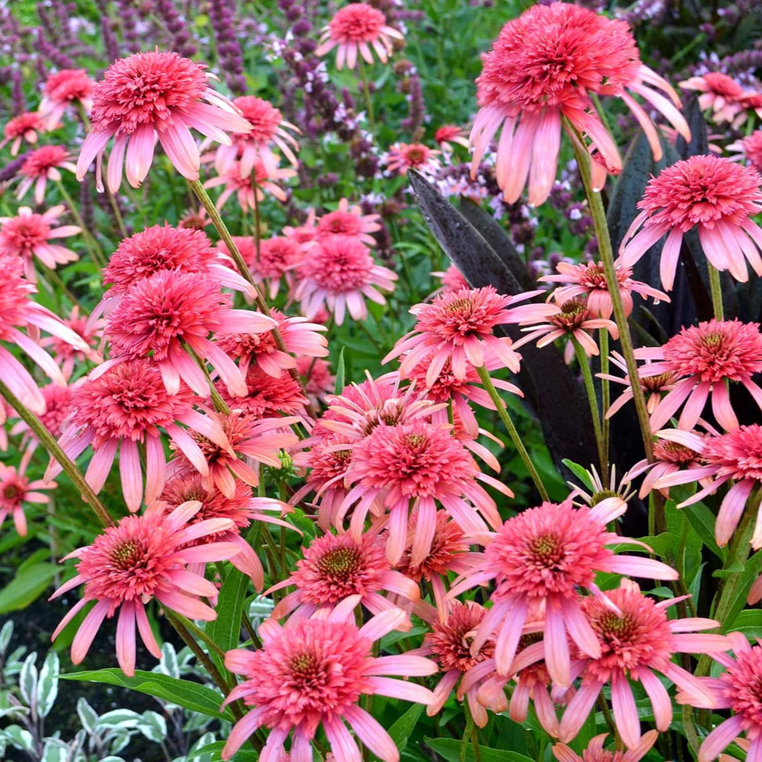 Easy grow Echinacea seeds for borders and beds