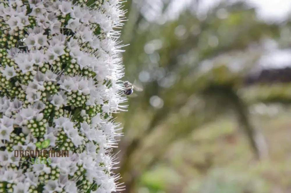 Pollinator friendly echium seeds attract bees and butterflies