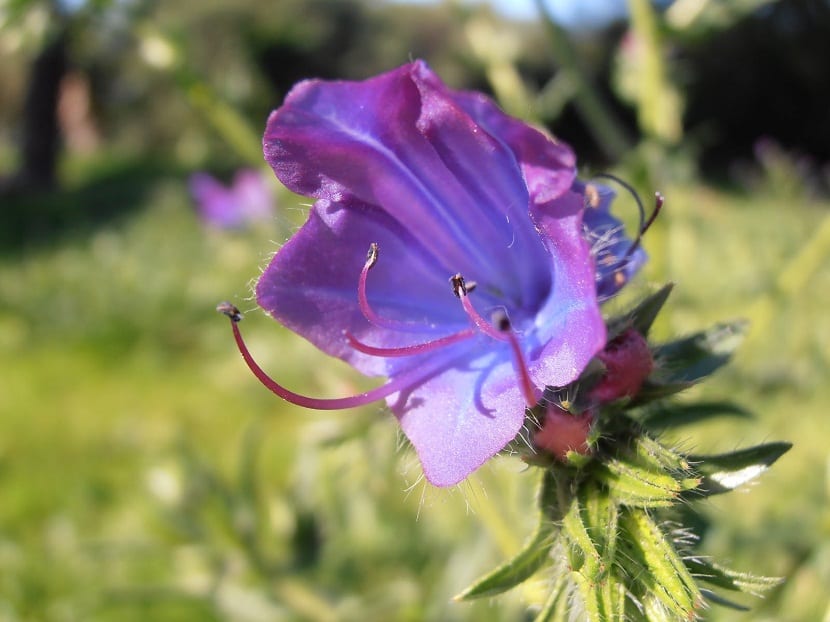 Easy grow echium plantagineum seeds for home gardens