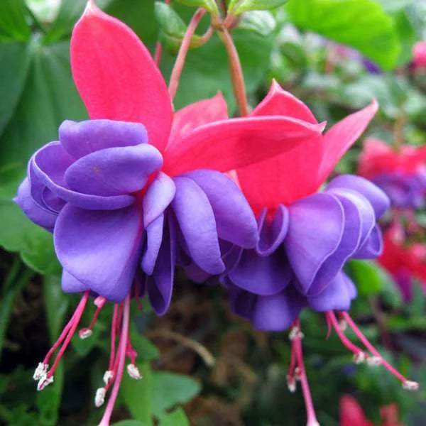 Easy-to-Grow Fuchsia Seeds for Hanging Basket Gardens