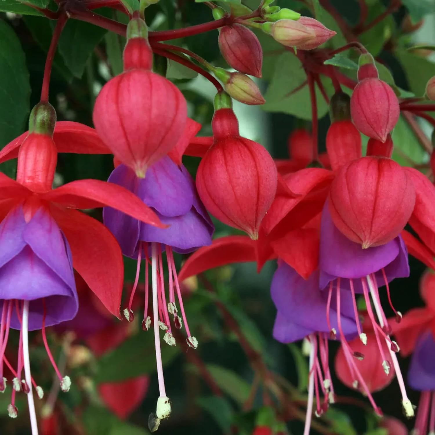 Easy-to-Grow Fuchsia Seeds for Home Gardening
