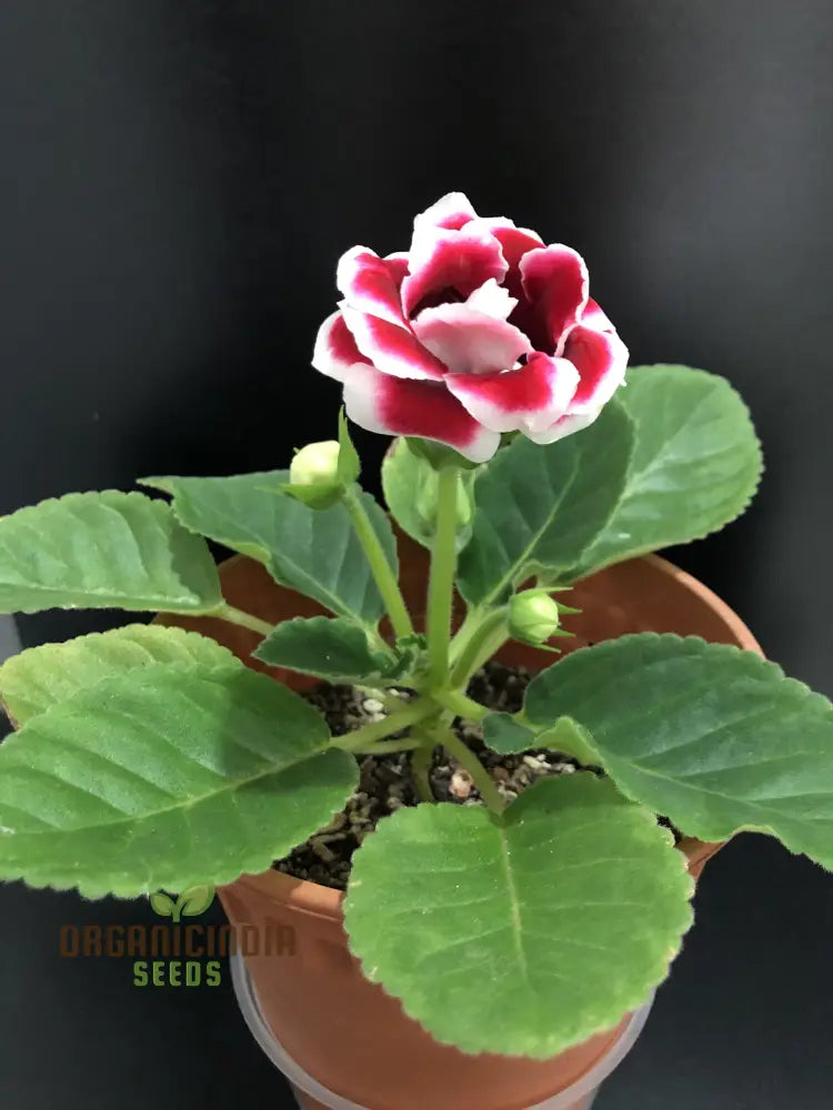 Easy grow Gloxinia seeds for indoor gardening