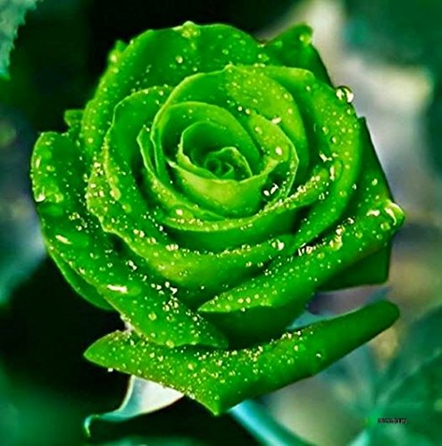 Easy-to-Grow Green Rose Seeds for Rare Flower Gardening