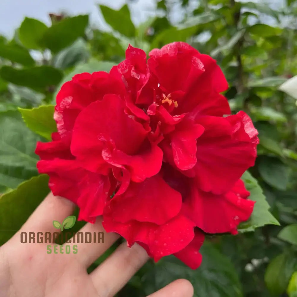 Easy grow hibiscus seeds for decorative gardens