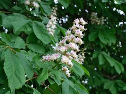 Easy to grow horse chestnut tree seeds for gardeners