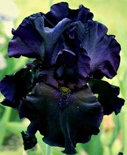 Easy grow iris seeds dramatic black flowers