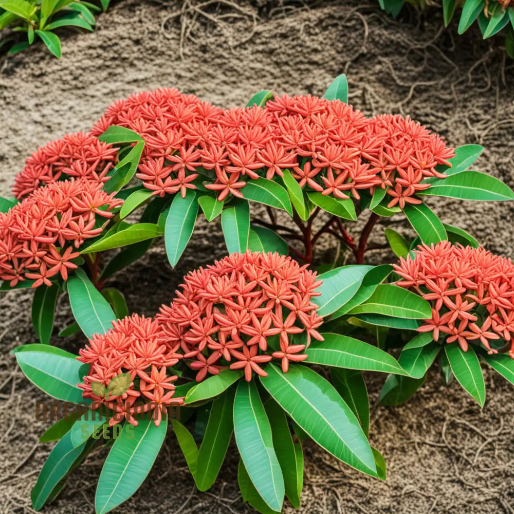 Easy-Growing Ixora Plant Seeds for Vibrant Garden Displays