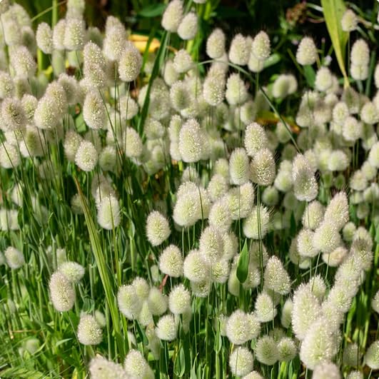 Easy-Grow Lagurus Grass Seeds for Low-Maintenance Gardens