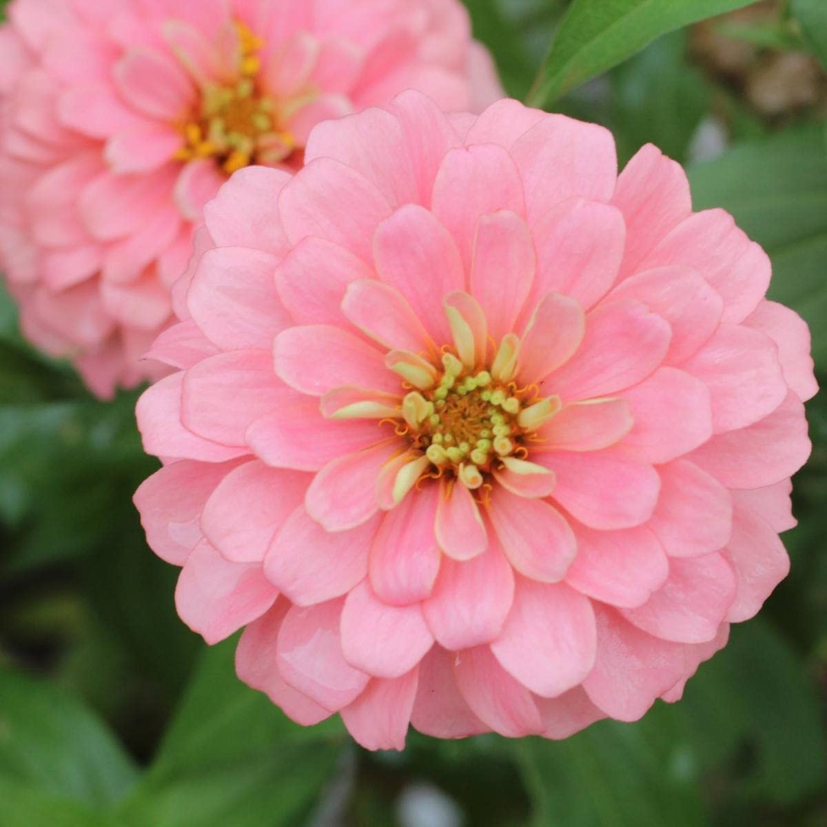 Easy grow light pink zinnia seeds summer flowers