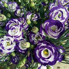 Easy-Grow Purple White Lisianthus Seeds for Flower Arrangements
