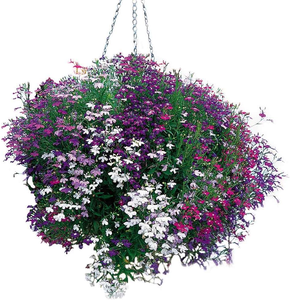 Easy grow Lobelia seeds for vibrant garden displays