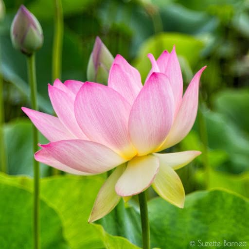 Easy-to-Grow Lotus Flower Seeds for Beautiful Aquatic Gardens