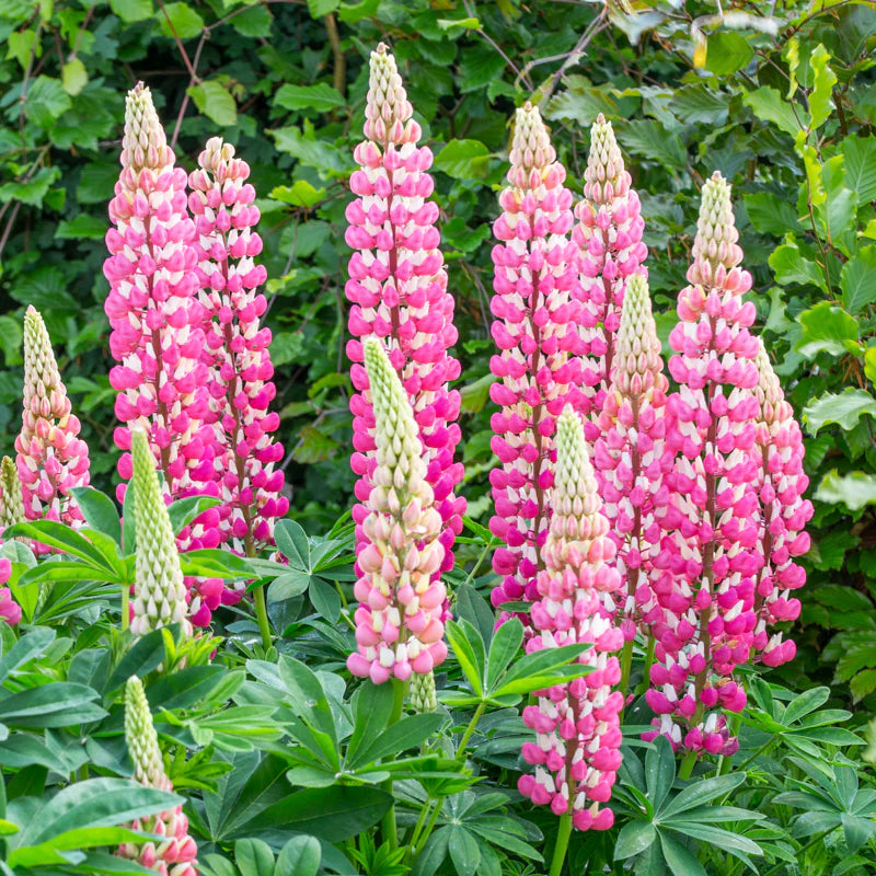 Easy grow lupin seeds pink perennial blooms