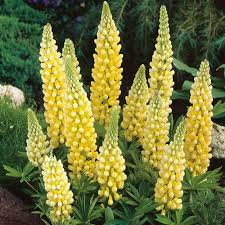Easy-Growing Russell Yellow Lupine Seeds for Spring Planting
