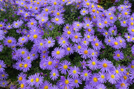 Easy to Grow Mauve Aster Flower Seeds for Home Gardens