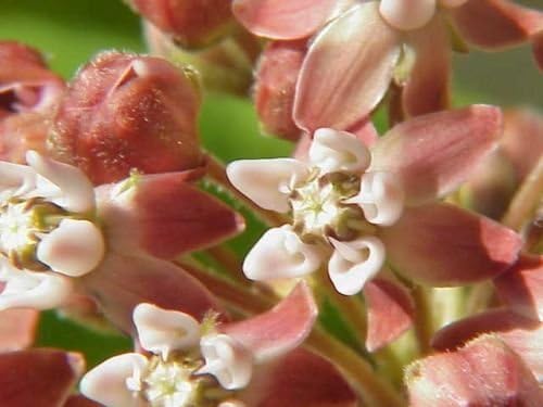 Easy-to-Grow Milkweed Seeds for Pollinator-Friendly Gardens