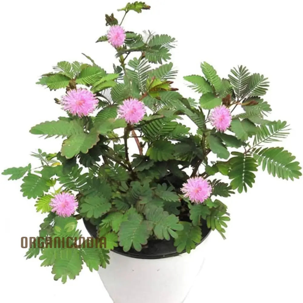 Easy-to-Grow Mimosa Pudica Seeds for Unique Botanical Displays