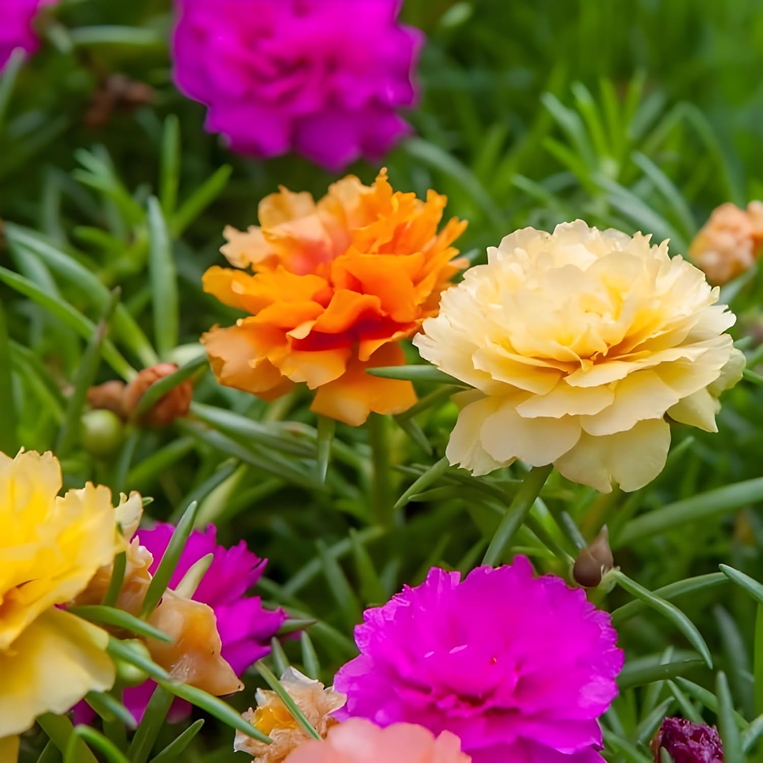 Easy-to-Grow Moss Rose Seeds for Heat-Resistant Flower Gardens