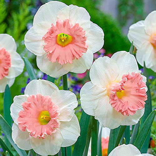 Easy-to-Grow Narcissus Seeds for Home Garden Planting