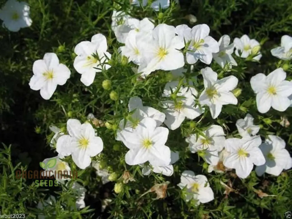 Easy grow Nierembergia seeds for containers and borders