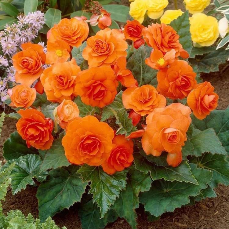 Easy to Grow Orange Begonia Seeds for Colorful Gardens