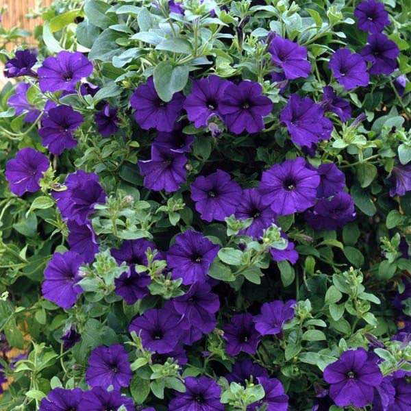 Easy-Growing Petunia Purple Seeds for Seasonal Flower Displays