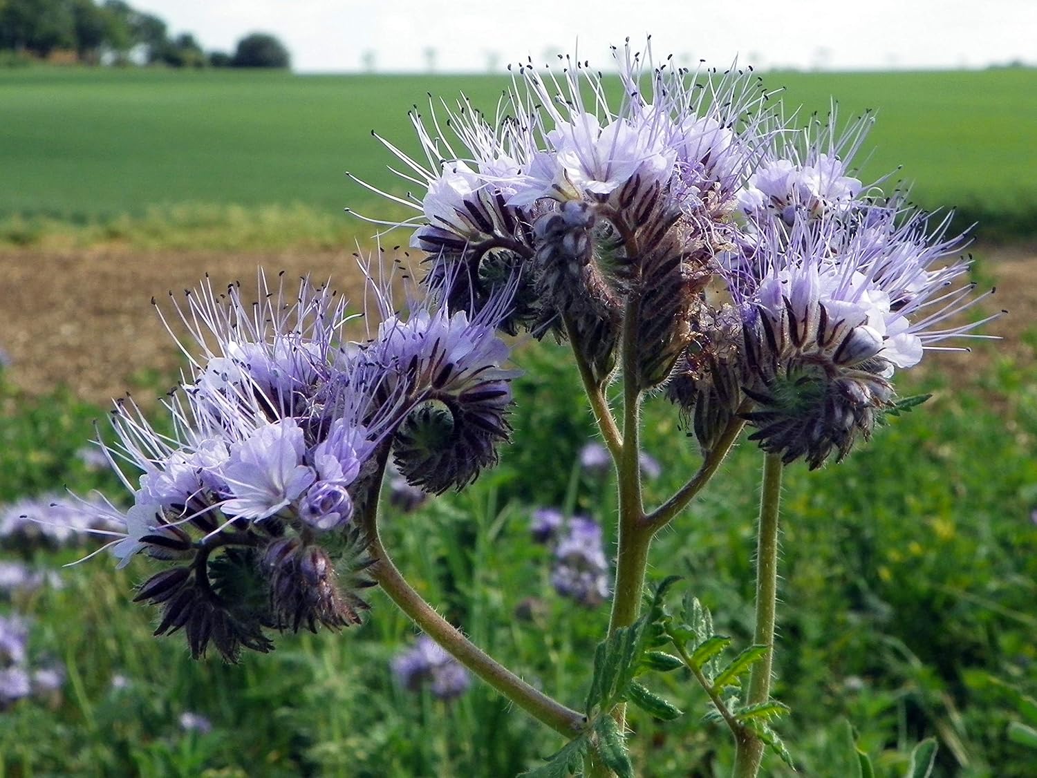 Easy-to-Grow Phacelia Tanacetifolia Seeds for Colorful Garden Displays