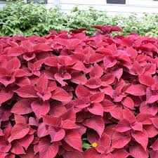 Easy grow red Coleus seeds heirloom ornamental foliage
