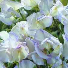 Easy-Growing White Sweet Pea Seeds for Fragrant Garden Flowers