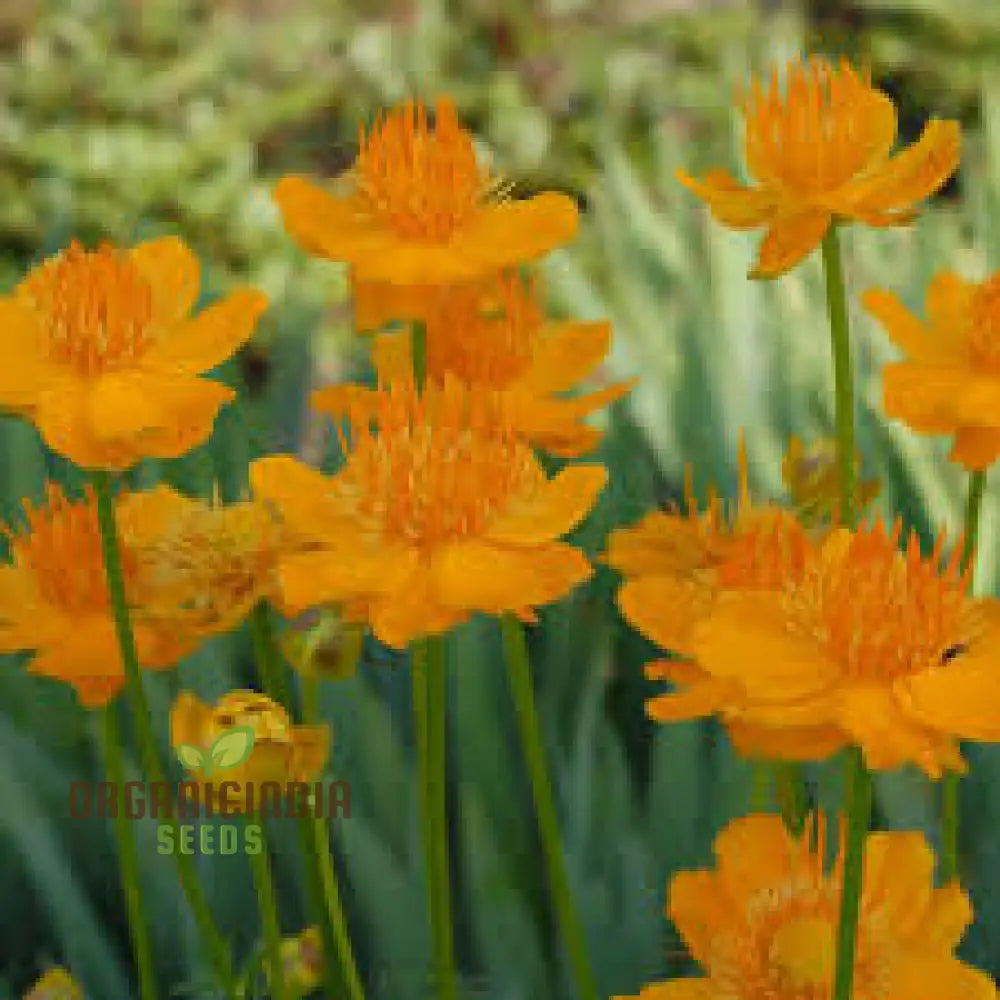 Easy grow Trollius chinensis seeds for home gardens