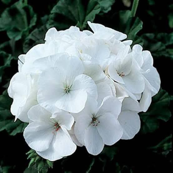 Easy to Grow White Geranium Seeds for Flower Gardens